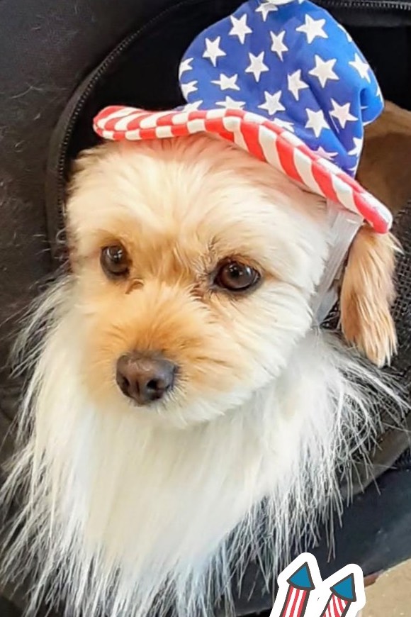 Dog in Stars and Stripes ecard