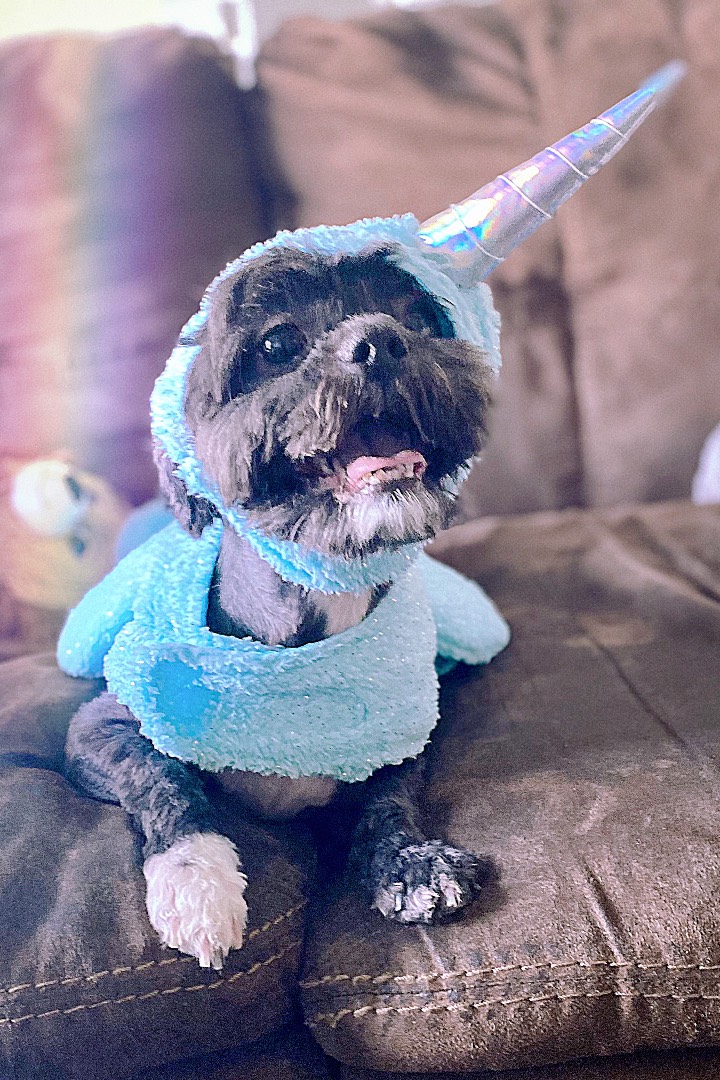 Unicorn Dog Dress Up Your Pet Day Ecard CardSnacks