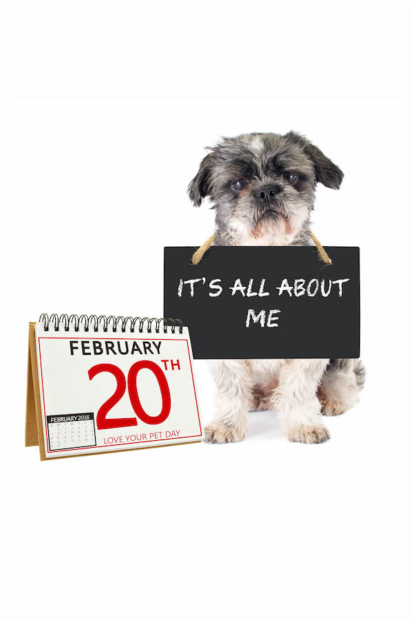It's About Me Dog ecard
