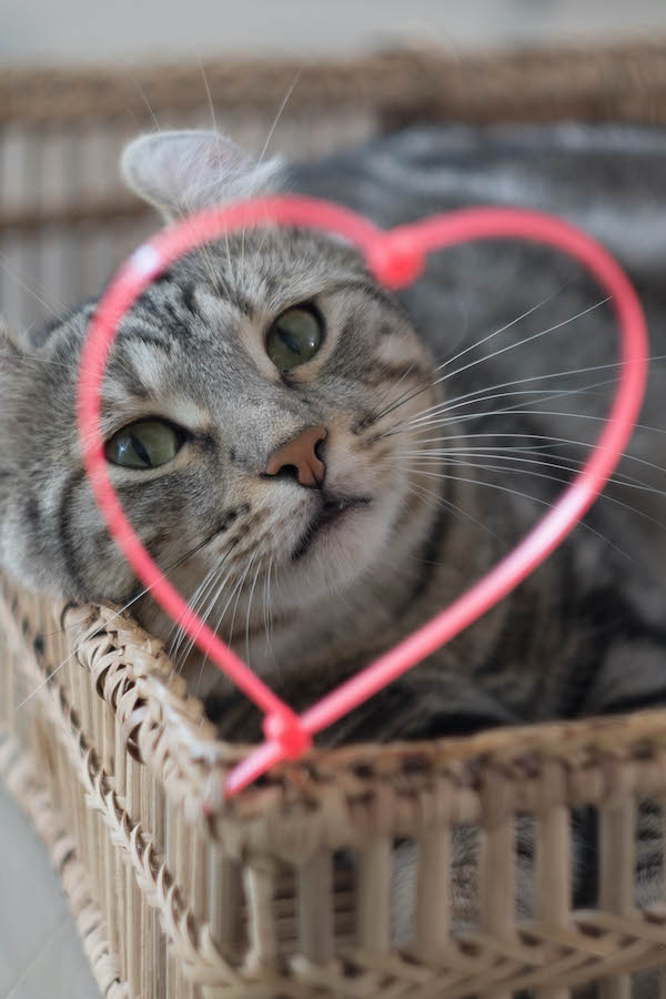 Cat With Heart ecard