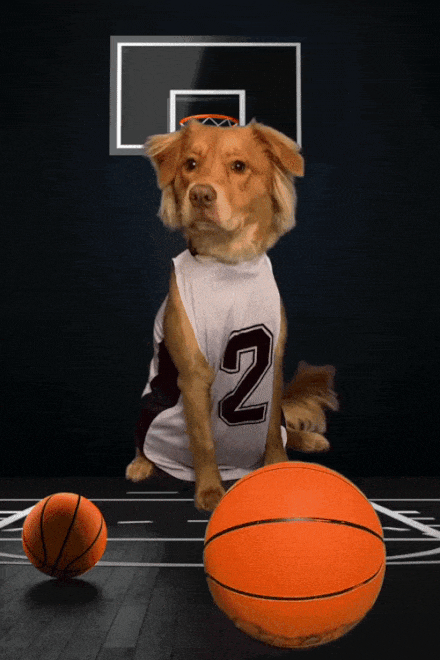 Maisy Basketball Black Arena ecard