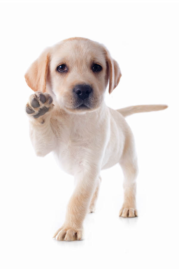 Puppy with Paw Up ecard