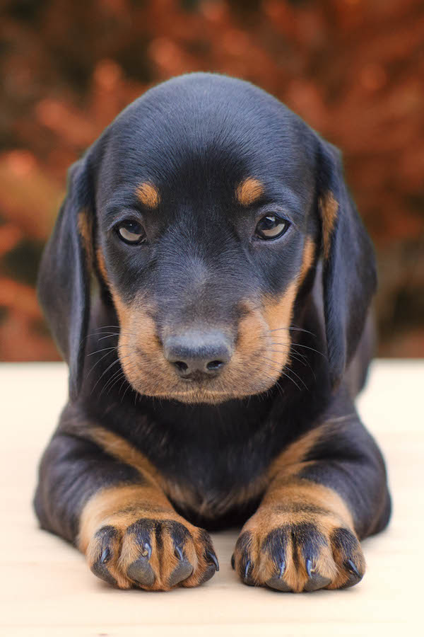 Dachsund Puppy ecard