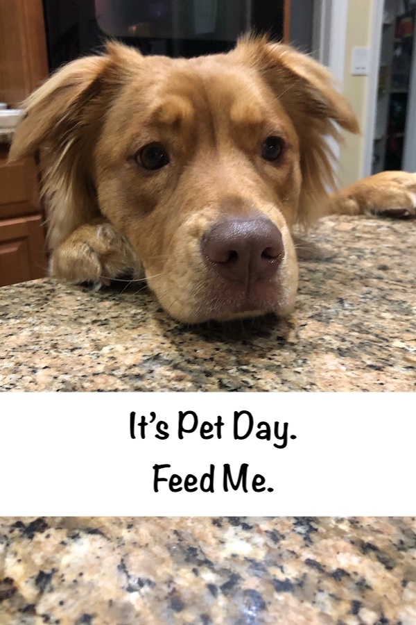 Pet Day Feed Me ecard