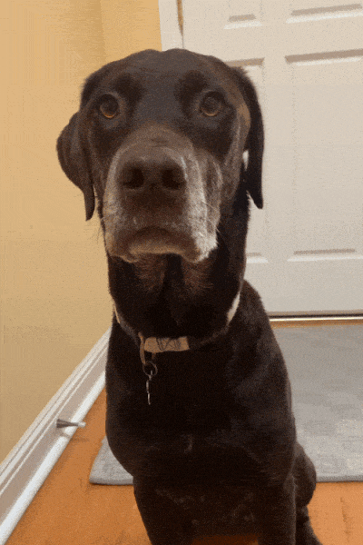 Seth Dog ecard