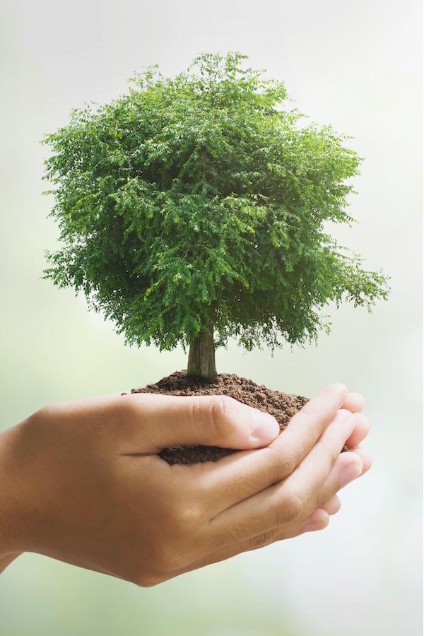 Tree In Hand ecard