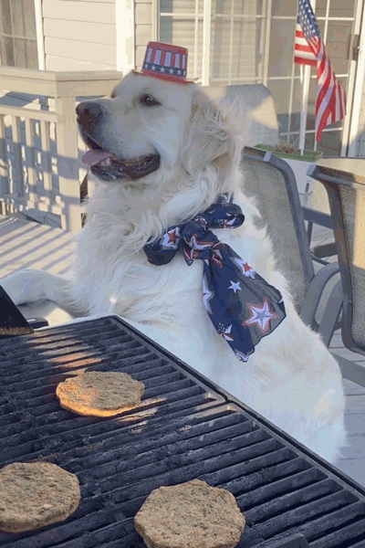 4th of July Dog BBQ ecard