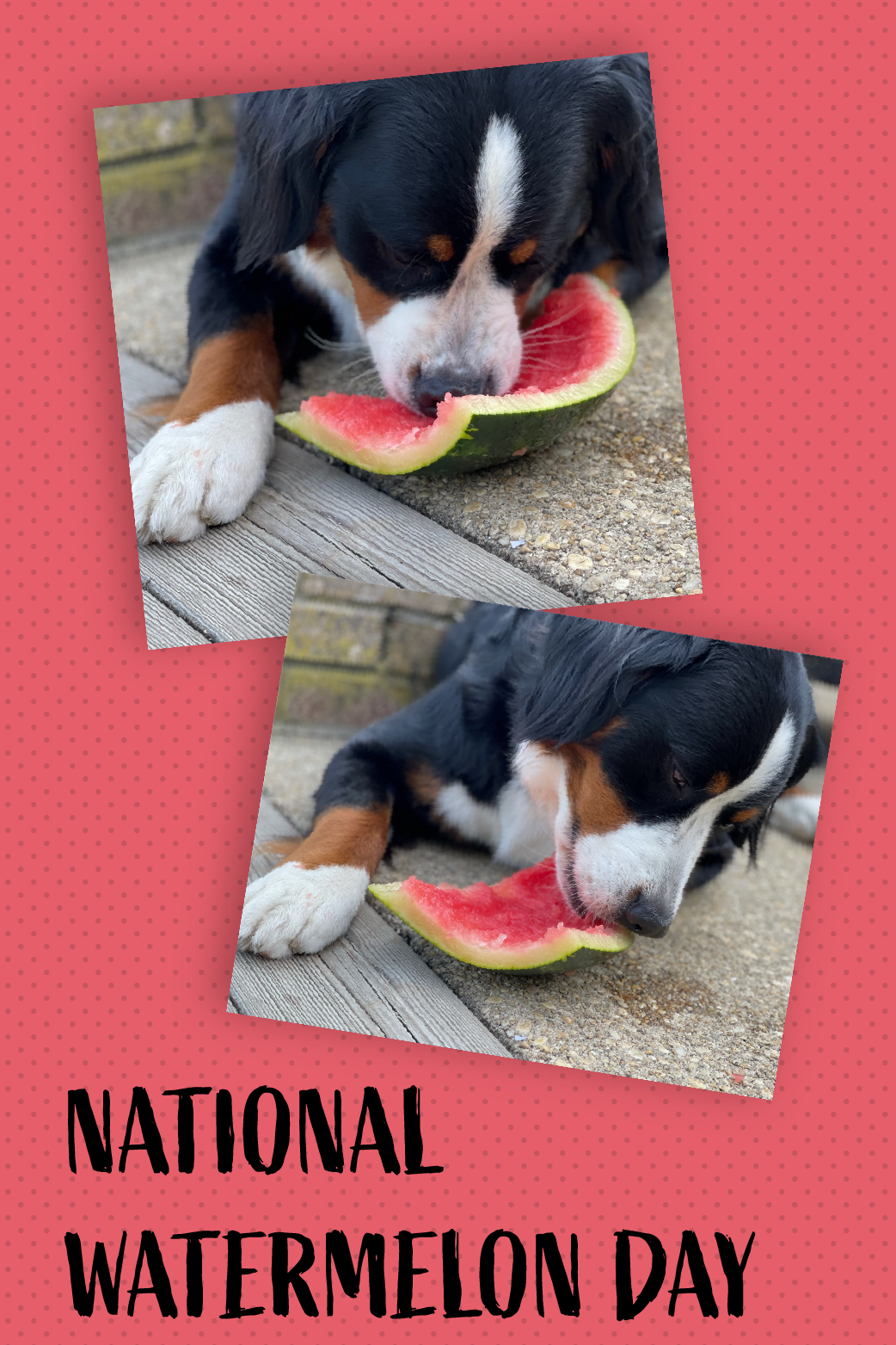 Watermelon Pup ecard