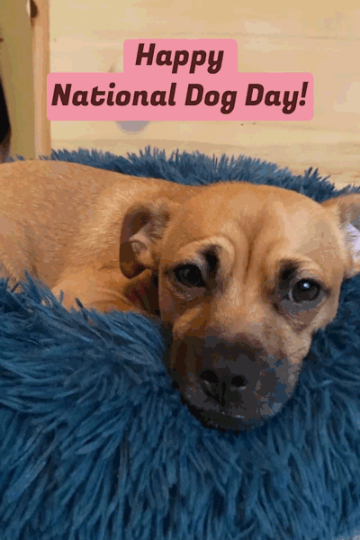 National Dog Day Ears ecard