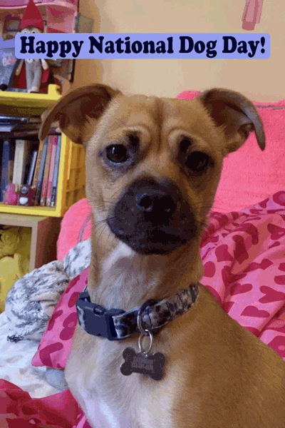 Dog Day Head Tilt ecard