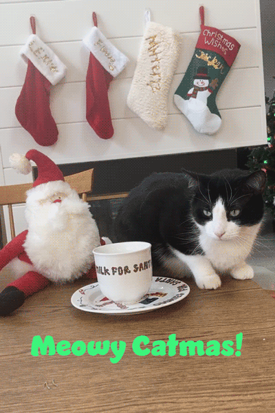 Meowy Christmas  ecard