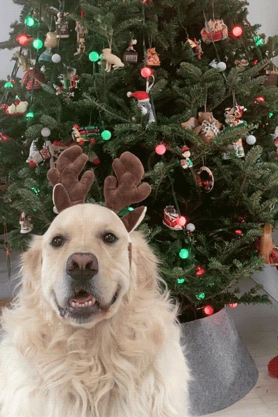 Golden Retriever Reindeer ecard
