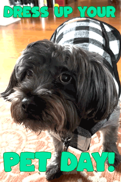 Dress You Pet Coat ecard