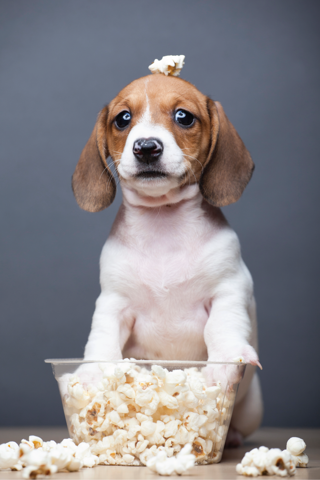 Popcorn Day Dog ecard