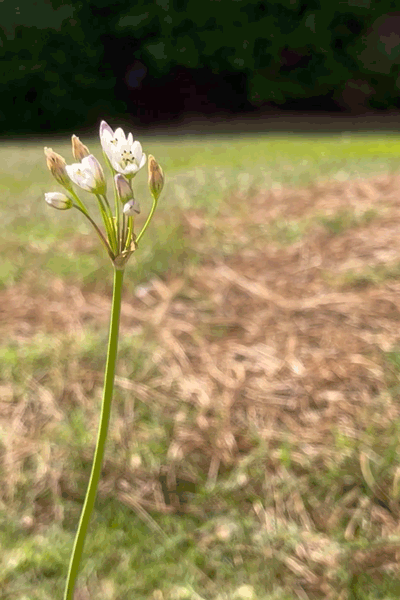 Wild Flower  ecard