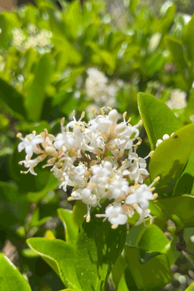 Nature Flower ecard