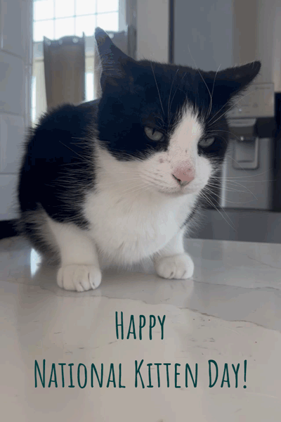 Kitten Day B&W Cat 1 ecard