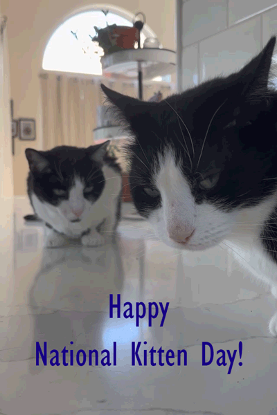 Kitten Day B&W 2 Cats  ecard