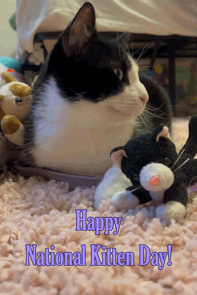 Kitten Day B&W Cat 2 ecard