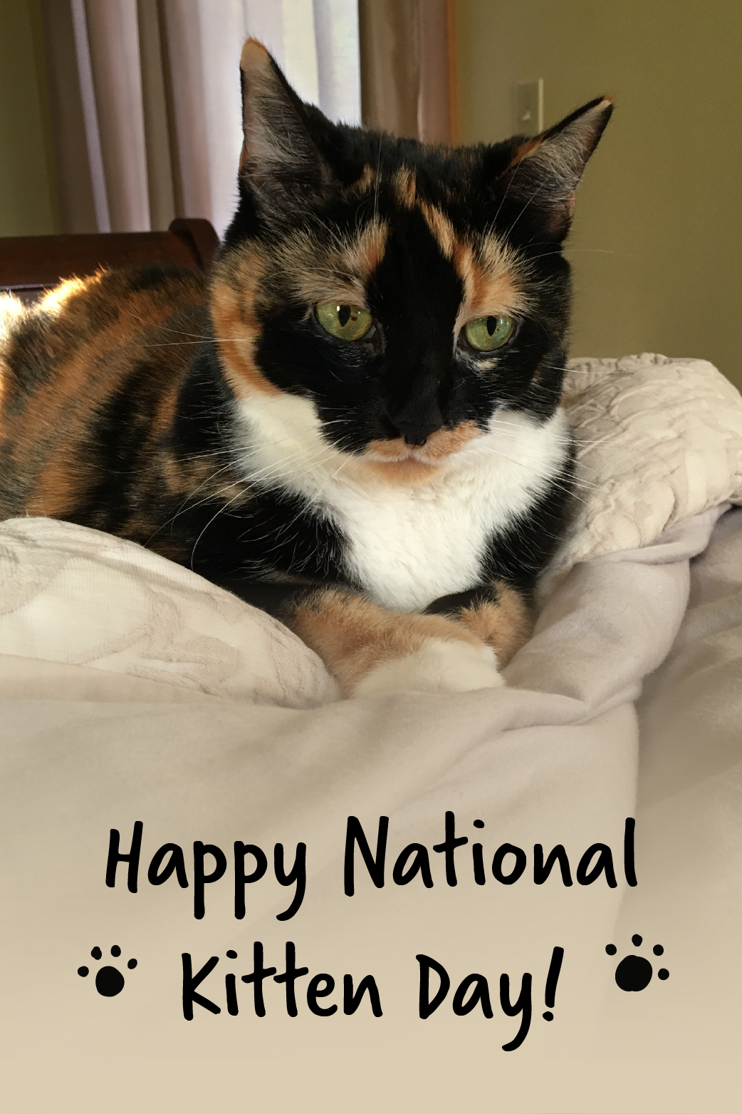 Kitten Day Calico  ecard