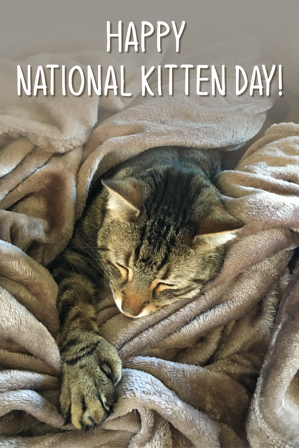 Kitten Day Tabby ecard