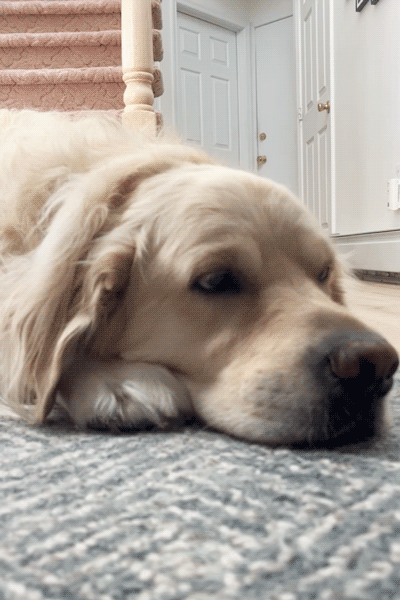Dog Looking ecard