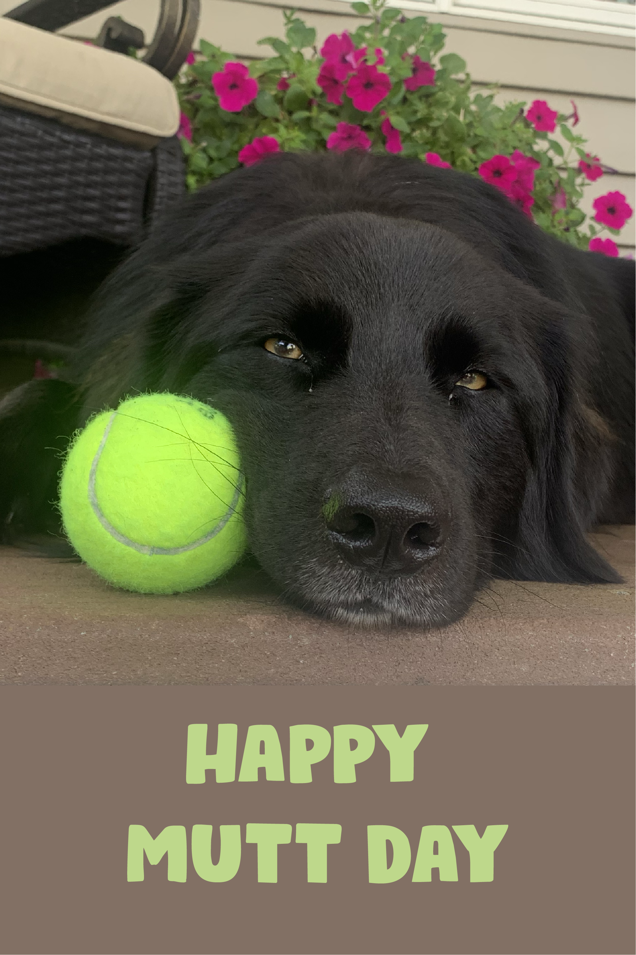 Mutt Day Tennis Ball ecard