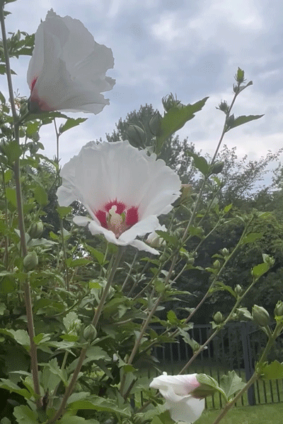 Rose Of Sharon 1 ecard