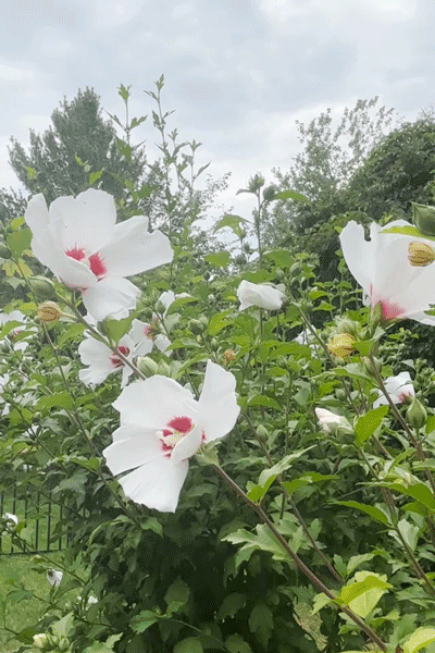 Rose Of Sharon 3 ecard