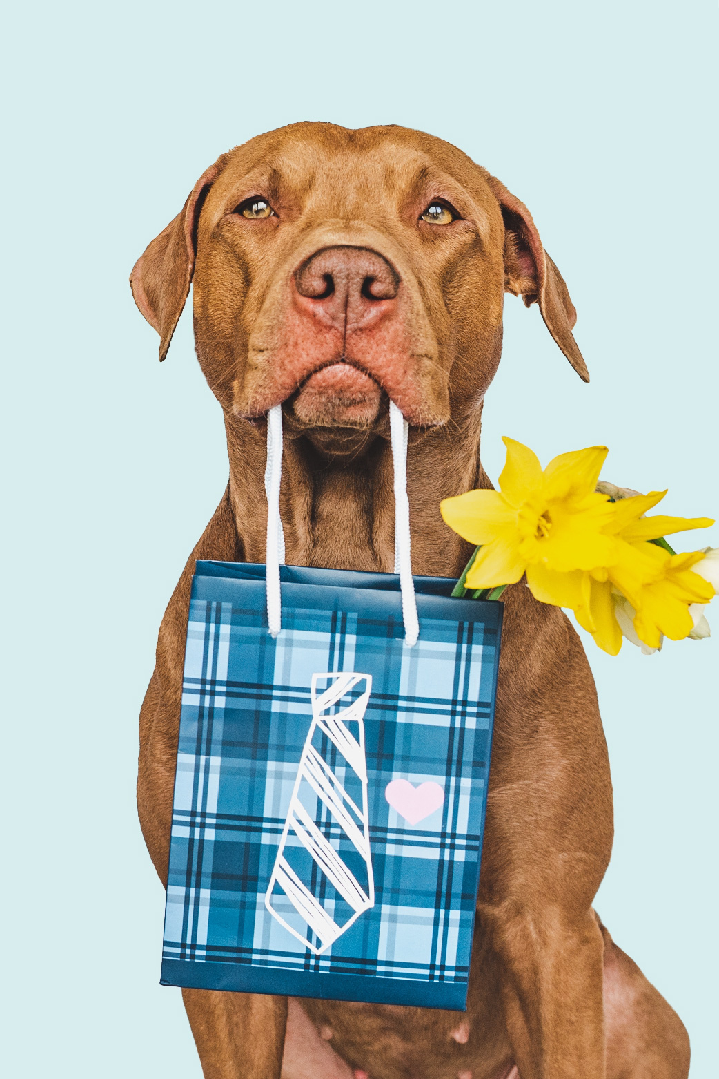 Dog Fathers Day ecard