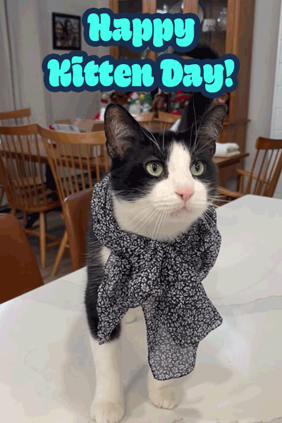 Kitten Day Big Meow ecard