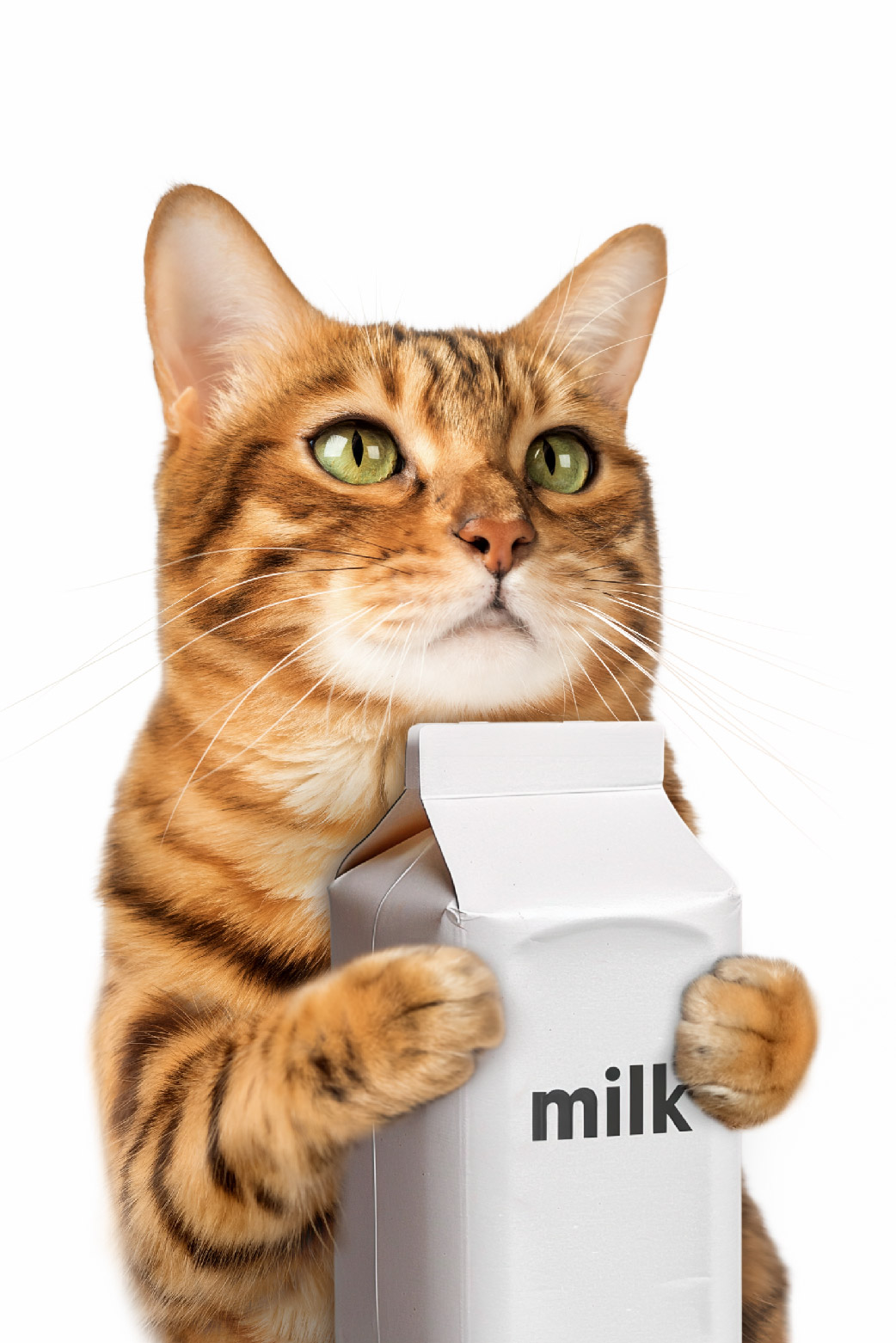 Cat With Milk ecard