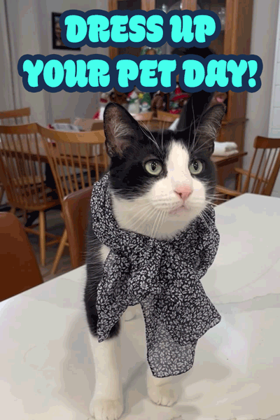 Dress Up Your Pet Meow ecard
