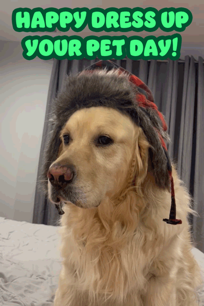 Side Eye Dog  ecard
