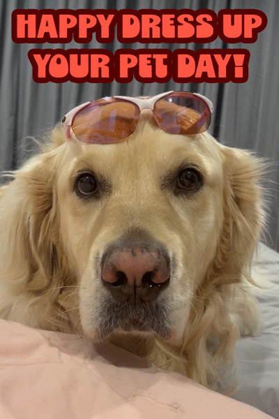 Sunglasses Dog ecard