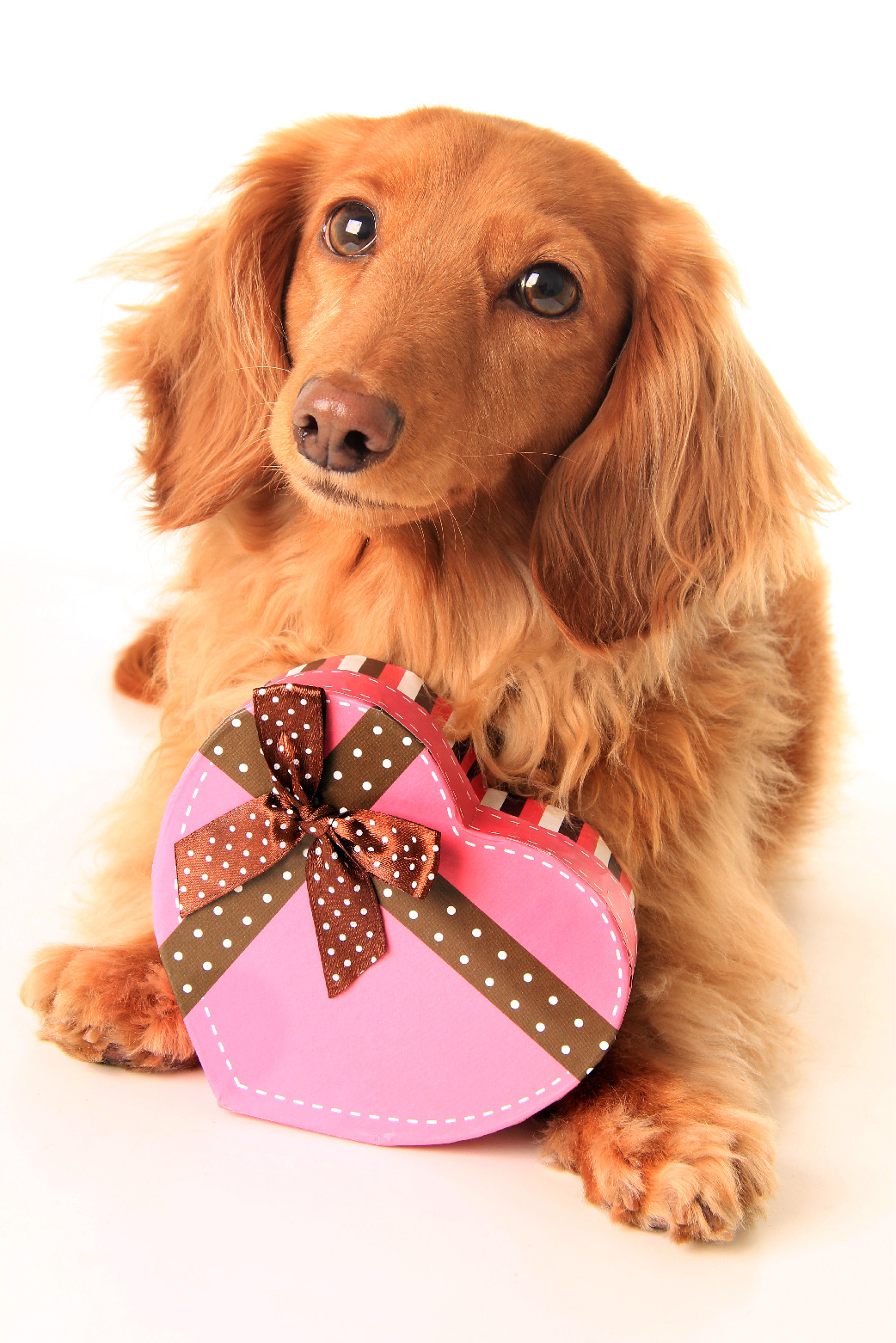 Dachshund Heart  ecard