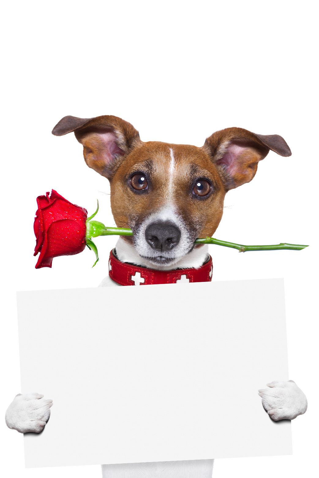 Dog Valentines Day Rose ecard