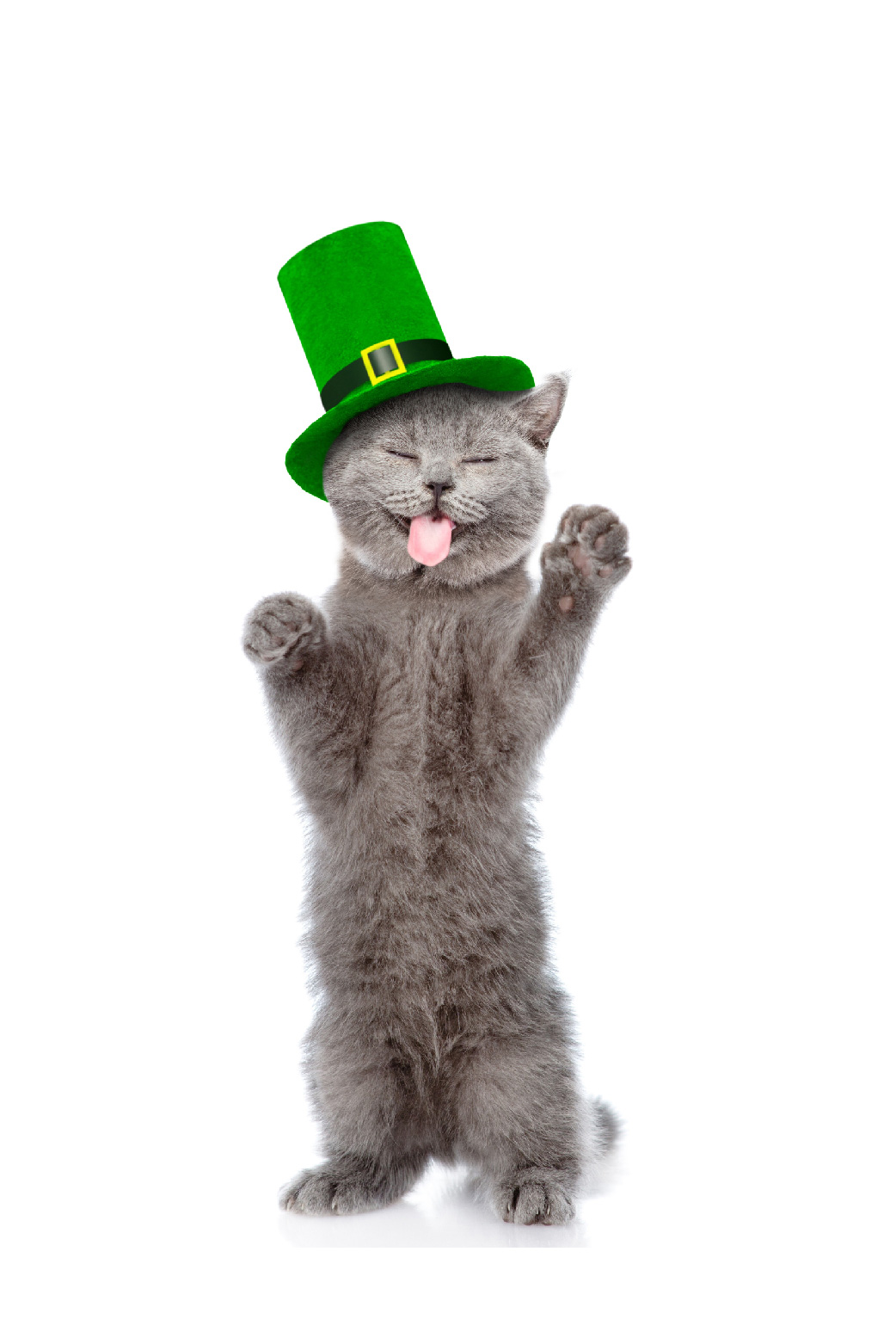 Kitten St Patricks Day ecard