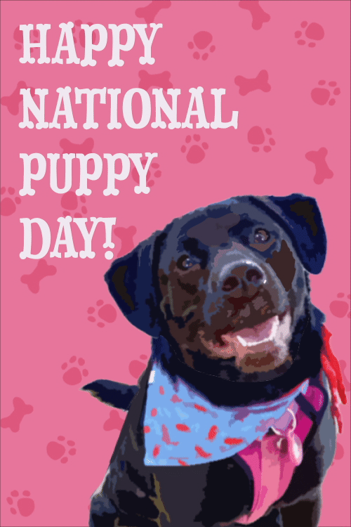 Puppy Day Winner Mia ecard