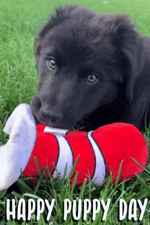 Puppy Remi 1 ecard