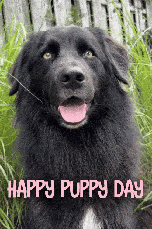 Puppy Remi Tilt ecard